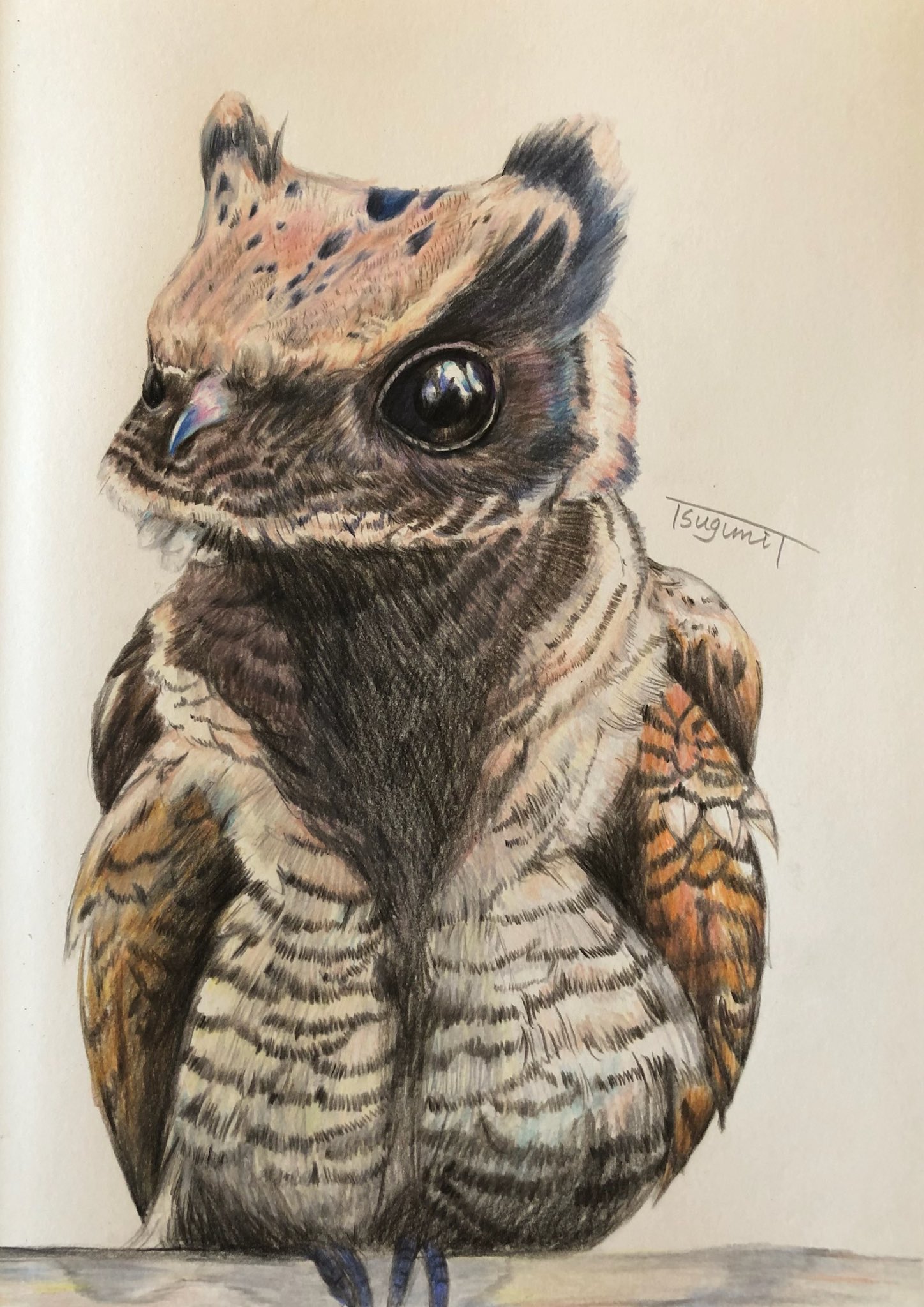 ジョウナイトウ　無垢な瞳　動物画　トラ　版画 ジョウナイトウ 無垢な瞳 動物画 トラ 版画