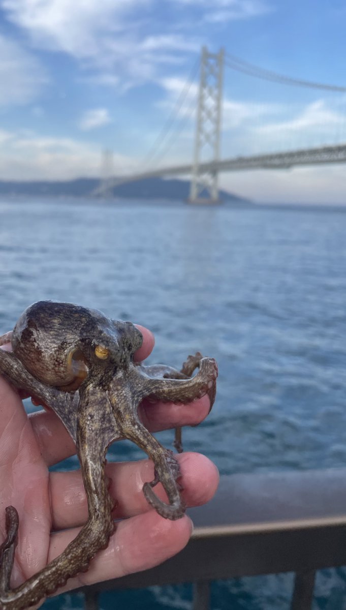 タコ釣れた🐙天才