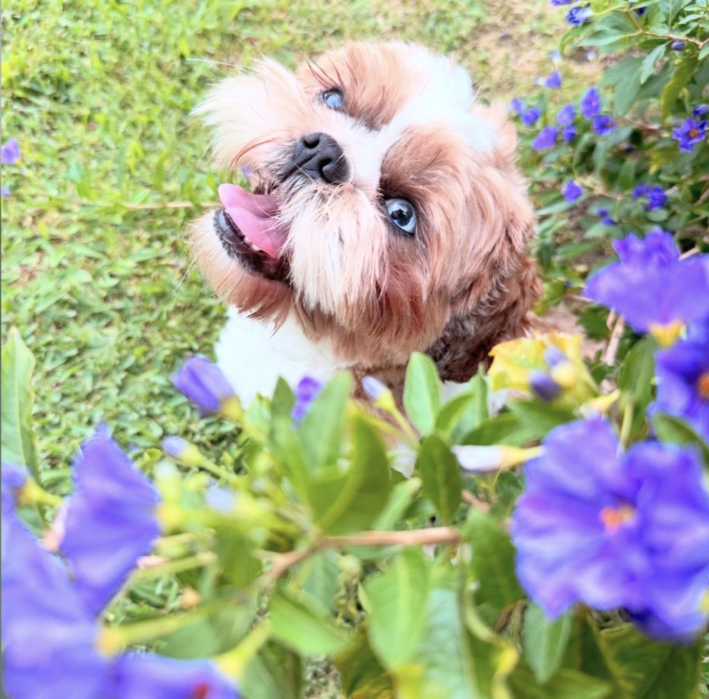 I haven’t posted recent pics of my doggo here so let’s fix it
