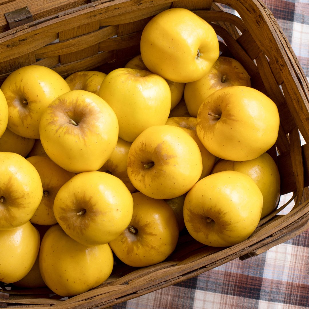 Opal Apple tweet media