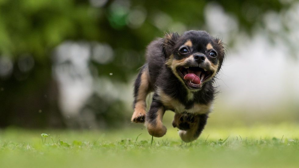 jodadi_o's tweet image. Explore the content delivery options offered by your hosting platform or consider a dedicated CDN provider to unleash your website&apos;s full potential and deliver a pawsome user experience worldwide!

Read more 👉 bit.ly/3Xttjj5

#seotips #pagespeedinsights