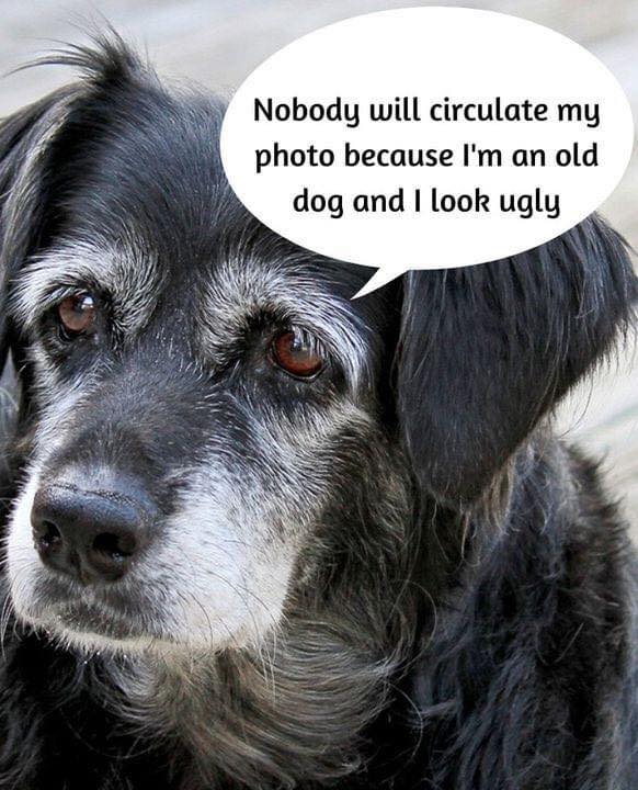We love old dog sweetheart ❤️