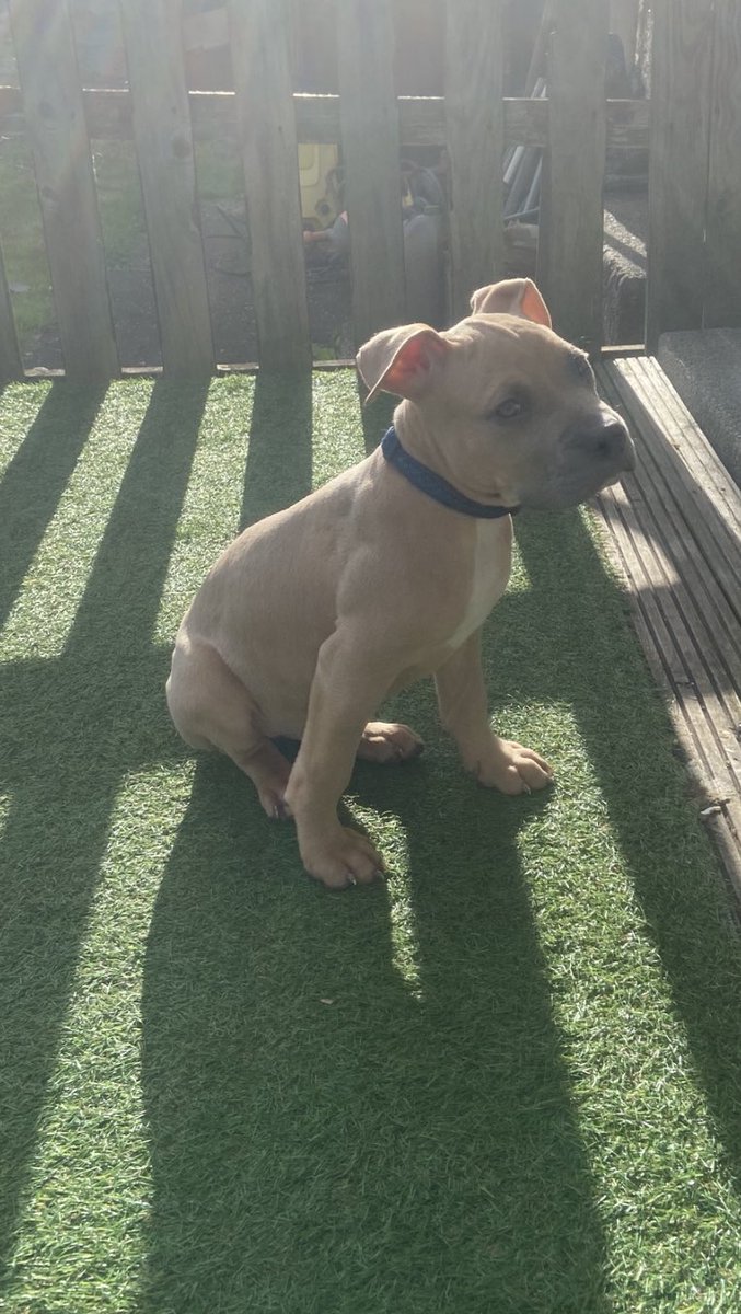 New addition new pup 🐾 <a href="/J_113CSC/">J</a>