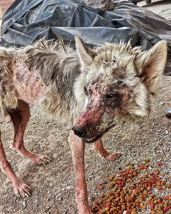 FundacionToby's tweet photo. Actualización Bulma 

Eternamente agradecidos con la comunidad Toby y con la Dra Margarita por salvar a nuestra cachorra.

Vean la diferencia!! Amigos sus donaciones salvan vidas pero cada vez nos está costando más trabajo seguir esta labor ya que la ayuda ha disminuido mucho 🥺.

BANCOMER
Cuenta: 0117412991
Clabe: 012180001174129915
Tarjeta: 4555113008742068

- SANTANDER
Cuenta: 60577008001
Clabe: 014180605770080014
Tarjeta: 5579070082854475 

- Mercado pago
Clabe: 646015206883593932
Tarjeta: 5428780103864245

- Paypal
https://t.co/IWW9kwJ7By