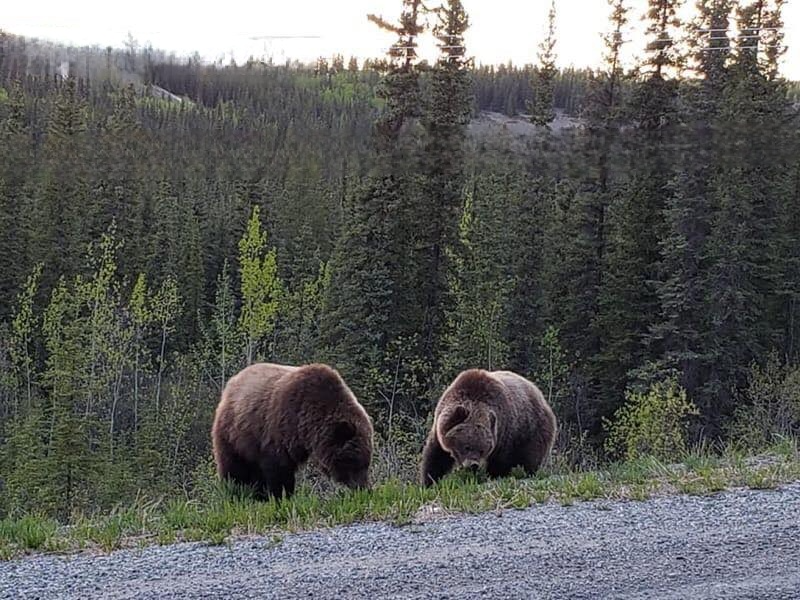 PJ_Yukon's tweet photo. I count my blessings everyday. I also remind people to be bear aware. They belong here too. A woman was recently mauled near Haines Junction Yukon when she met a group of bears when walking her dog. *This pic taken near my home. ⚠️#Yukon #StaySafe #BeBearAware