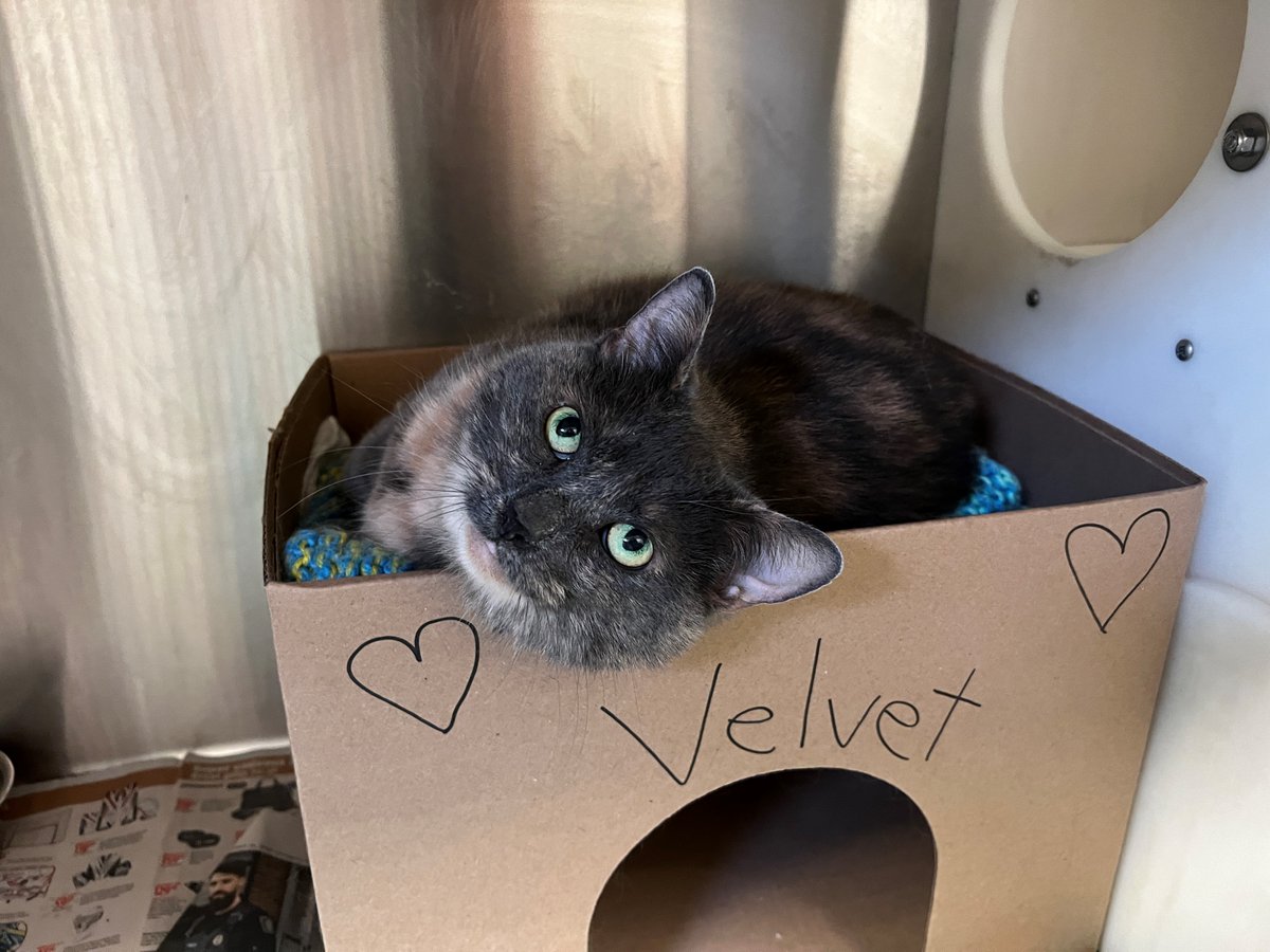 Ottawa Humane Society tweet media