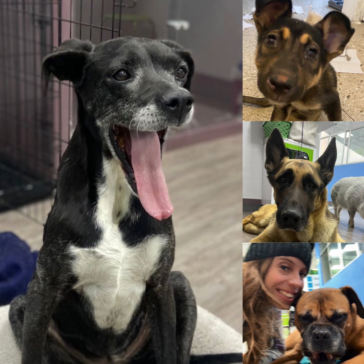 Amigos ya salió Karen de la junta con Omnimalia y le dijeron que si no pagamos 60 mil pesos antes del 15 de este mes, van a llamar a Paot para que se lleve a nuestras perras con discapacidad.

No podemos permitir esto, ya tenemos nosotros el lugar en el Refugio para su estancia,