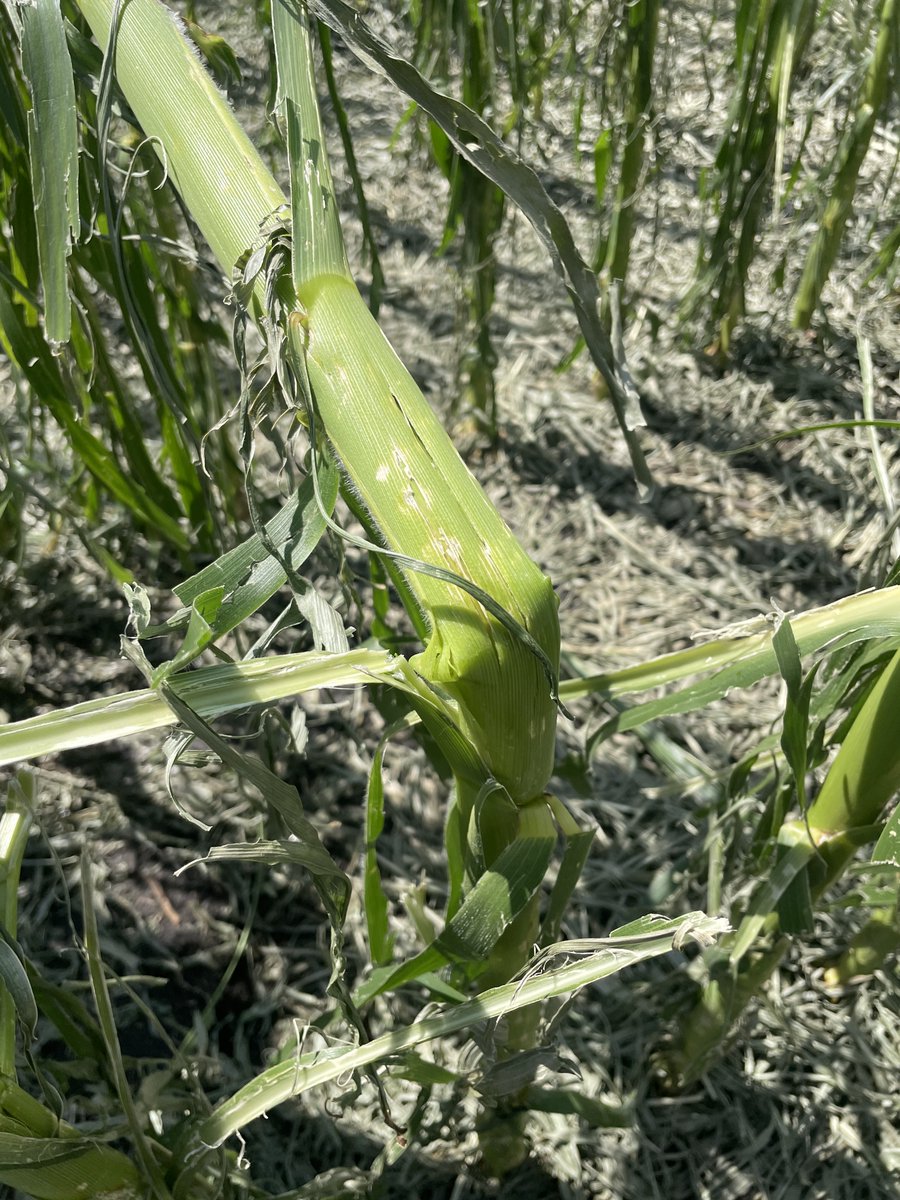 ISU NC Crops tweet media