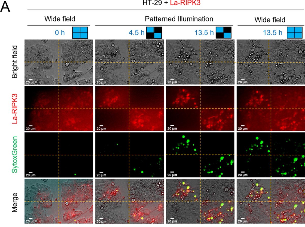 mightexsystems's tweet photo. Teak-Jung Oh and team use Mightex’s #Polygon1000 to control cell death with optogenetics. They developed a light-activatable RIPK3 protein, enabling precise spatiotemporal control of necroptosis.
Discover more about these findings!🔬
👉 Read the study: https://t.co/zzfPoxse1x https://t.co/U5BSzkUr3M
