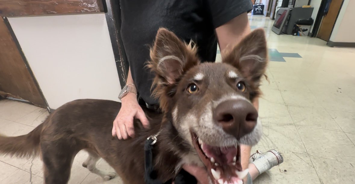 SarahAl_Shaikh's tweet photo. The @austinhumane activated its emergency pet shelter to help with #HurricaneBeryl 🌀 

Their team went to the Texas coast and evacuated 96 cats and dogs from a shelter there. All of them are ready for adoption! 

Full story @KXAN_News tonight at 10pm. 🐾 🐾🐾 https://t.co/yQCWDKOdl5