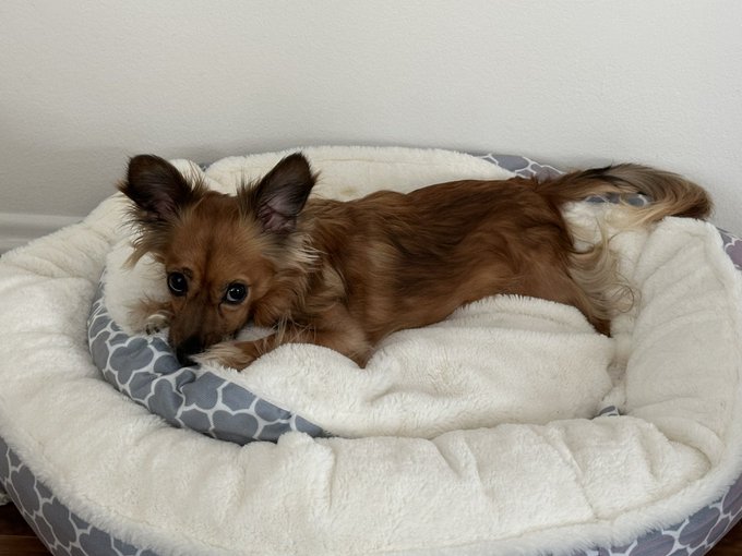 Here is a bad little puppy, contemplating why he should bite something other than the hand that feeds