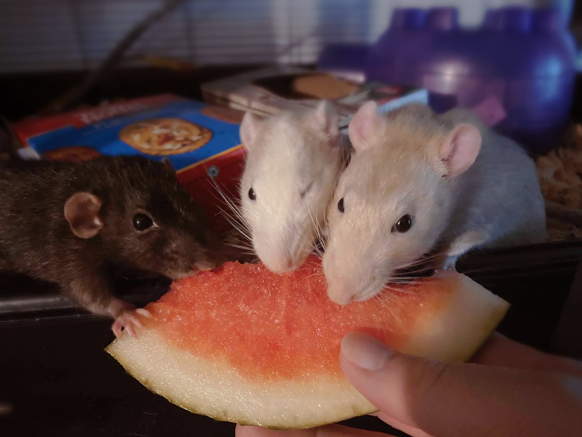 mero_ix's tweet photo. I love my boys and my boys love watermelon. 🍉🐀 https://t.co/s12SSQrbty