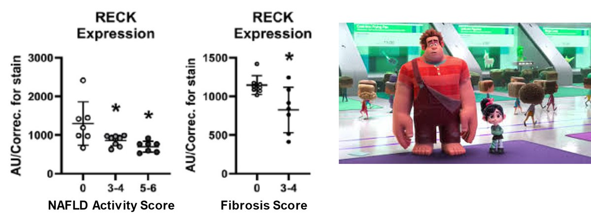 New data from Mizzou’s Rector Lab on RECK, a beneficial, upstream regulator associated with reduced liver inflammation and fibrosis.
doi.org/10.1016/j.jcmg…
