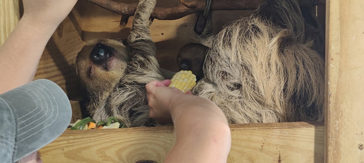 darrenjrobbins's tweet photo. @AmazingAnimalsi thanks for the amazing personal tour today. You do an incredible job housing and looking after them all. Special thanks for allowing us to see your new baby Sloth, so cute https://t.co/EeR93GQAFd