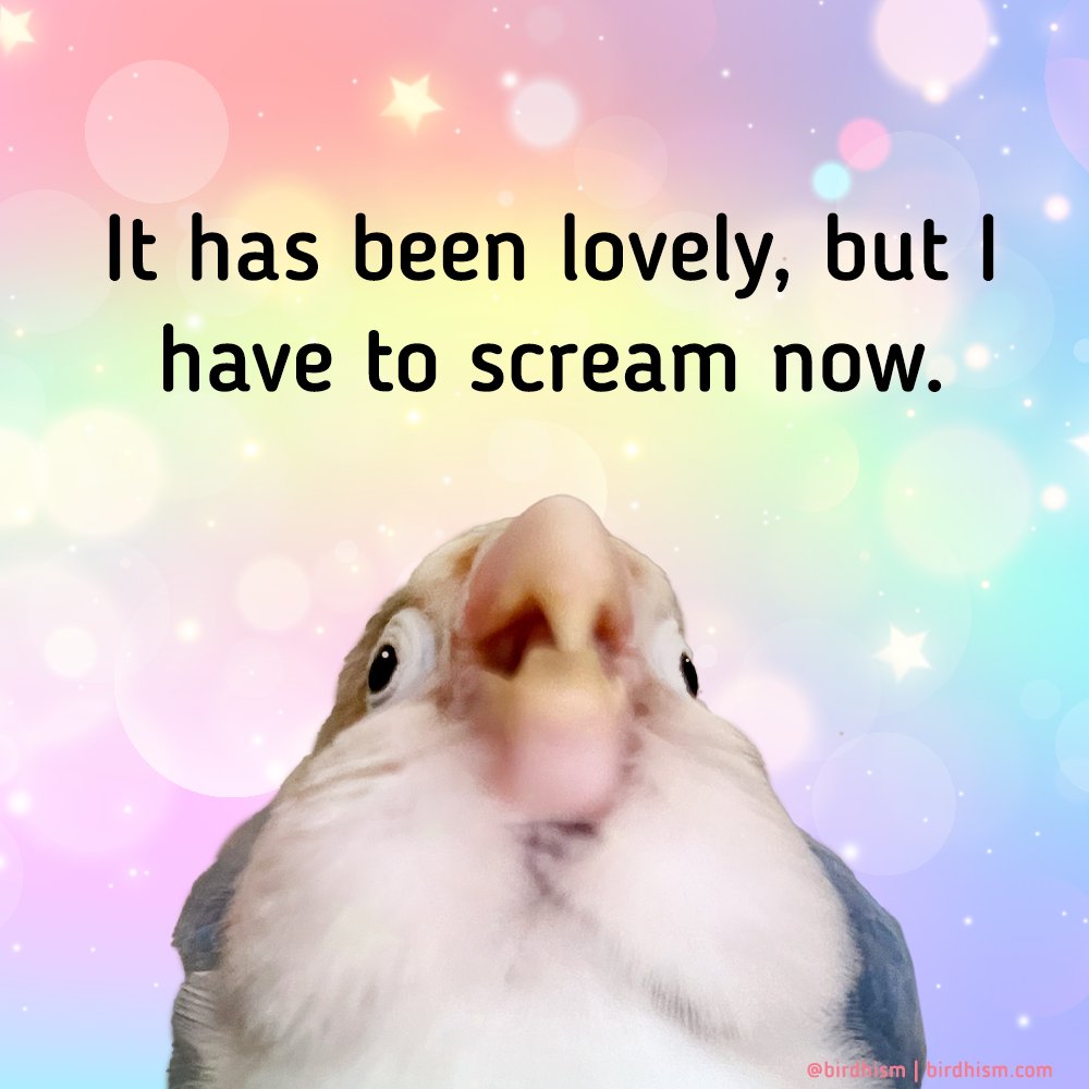 birdhism's tweet photo. Screaming is also a part of self care. 🫶
#MemeMonday https://t.co/tr25ogeUOg