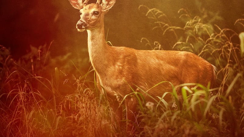 In my new interview with writer Roz Dineen, she talks about how her new #SciFi novel, "Briefly Very Beautiful," takes place I'm a post-apocalyptic world, but one in which people, "...take it for granted as a back-drop."
paulsemel.com/exclusive-inte…
📖👪