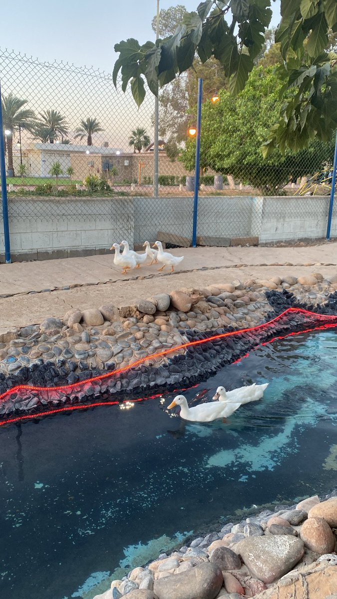 owscner's tweet image. 