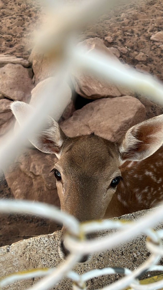 owscner's tweet image. 