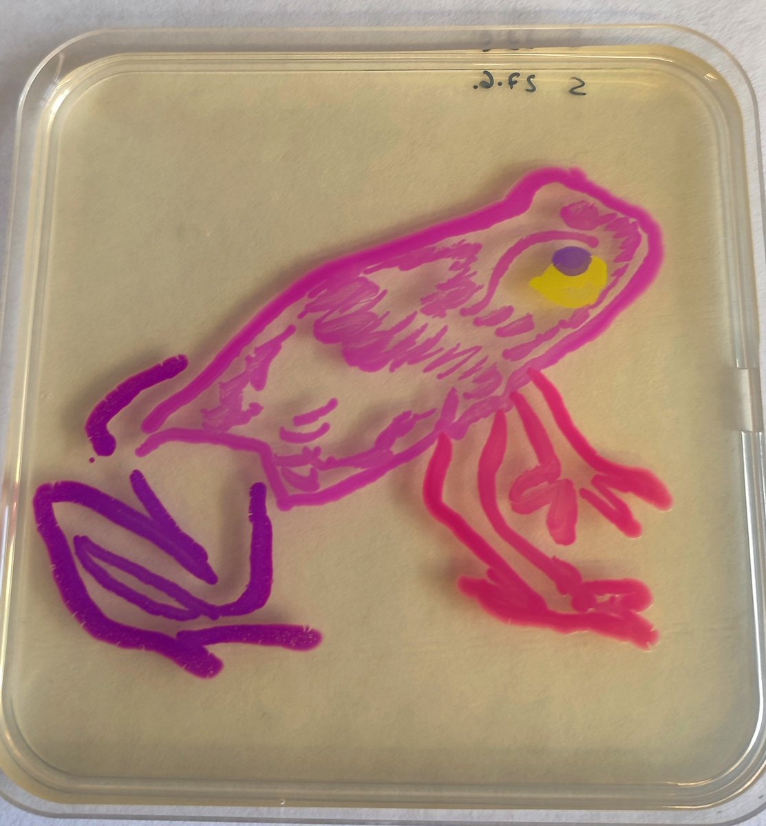 Hier trifft die Kunst auf Wissenschaft. Unser Sylvestre liebt Golden Gate und Farben. Hier malt er mit Bakterien, die Farbstoffe aus Korallen produzieren. Gibt's bei uns zur #lndwHalle.