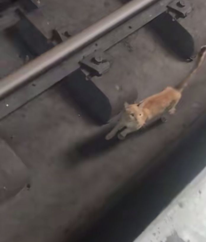 yaracalcagno's tweet photo. Atenvy. Nos reportan un gato en las vías del tren estación petare , podemos recibirlo pero quiero confirmar si todavía sta en el lugar , quien pueda informarnos 04129607064 @metro_caracas https://t.co/JQLqL88EwD