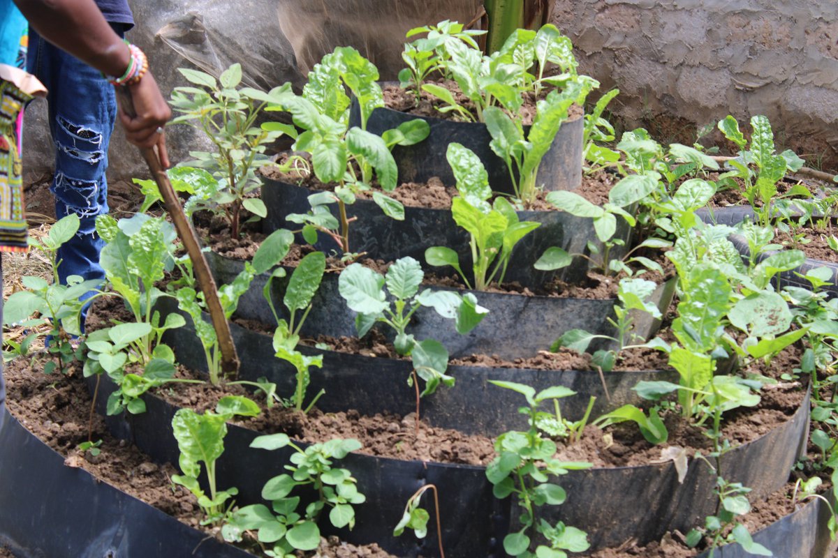 We_Inspirefrica's tweet photo. On 29/6/2024,  22 youth and young mothers were trained from Bamburi Ward on plastic urban farming. The session promoted sustainable practices, household food security, and economic empowerment. Participants visited kitchen gardens and expressed eagerness to join the project. https://t.co/4umKlhHa36