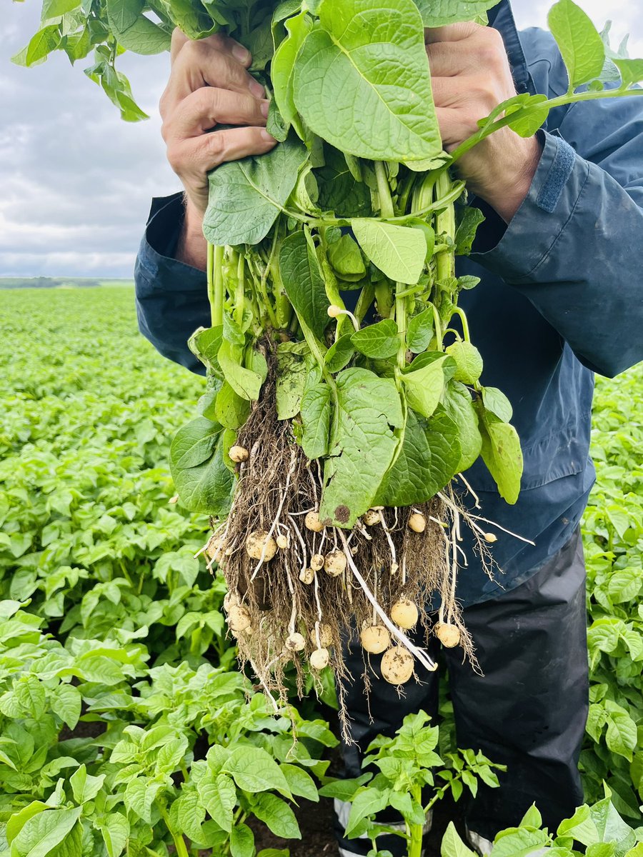 jwrooke's tweet photo. Early July visit to the Black Isle to see our @HzpcUk PB production. Quality looks 👌🏻 just maybe need a drop of 🌧️ now 🫣 and lots of  ☀️ ! Great numbers on #supersagitta and our new 🍟 Cardyma been given a great start with @calum_mciver @JamesBalnakyle 🥔 💪🏻 😋 https://t.co/MznR6Cobgy