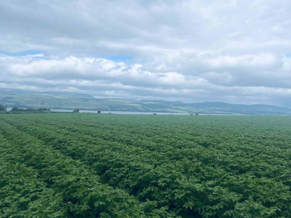 jwrooke's tweet photo. Early July visit to the Black Isle to see our @HzpcUk PB production. Quality looks 👌🏻 just maybe need a drop of 🌧️ now 🫣 and lots of  ☀️ ! Great numbers on #supersagitta and our new 🍟 Cardyma been given a great start with @calum_mciver @JamesBalnakyle 🥔 💪🏻 😋 https://t.co/MznR6Cobgy