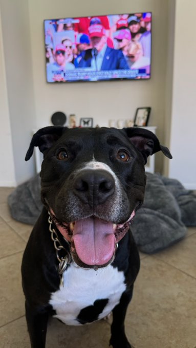 Luke when Trump is on TV.  No treats involved. https://t.co/FBDrvgdzX2<a href="/tag/pitbullsfortrump"class="tags"><span>#pitbullsfortrump</span></a>