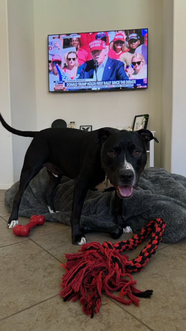 Luke when Trump is on TV.  No treats involved. https://t.co/FBDrvgdzX2<a href="/tag/pitbullsfortrump"class="tags"><span>#pitbullsfortrump</span></a>