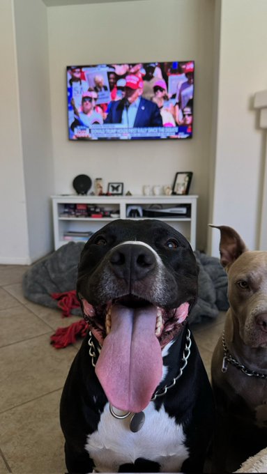 New Album cover just dropped.   #PitbullsforTrump https://t.co/dn60v1CCNh<a href="/tag/pitbullsfortrump"class="tags">#PitbullsforTrump</a>