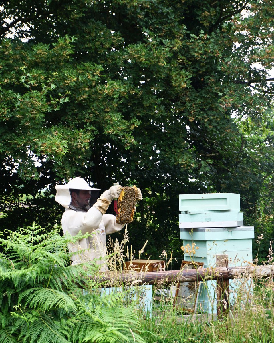 After a wet start to the summer our hives are starting to thrive and produce some honey (earlier than we expected)

We will keep you updated when honey is in full flow and available at the shop!