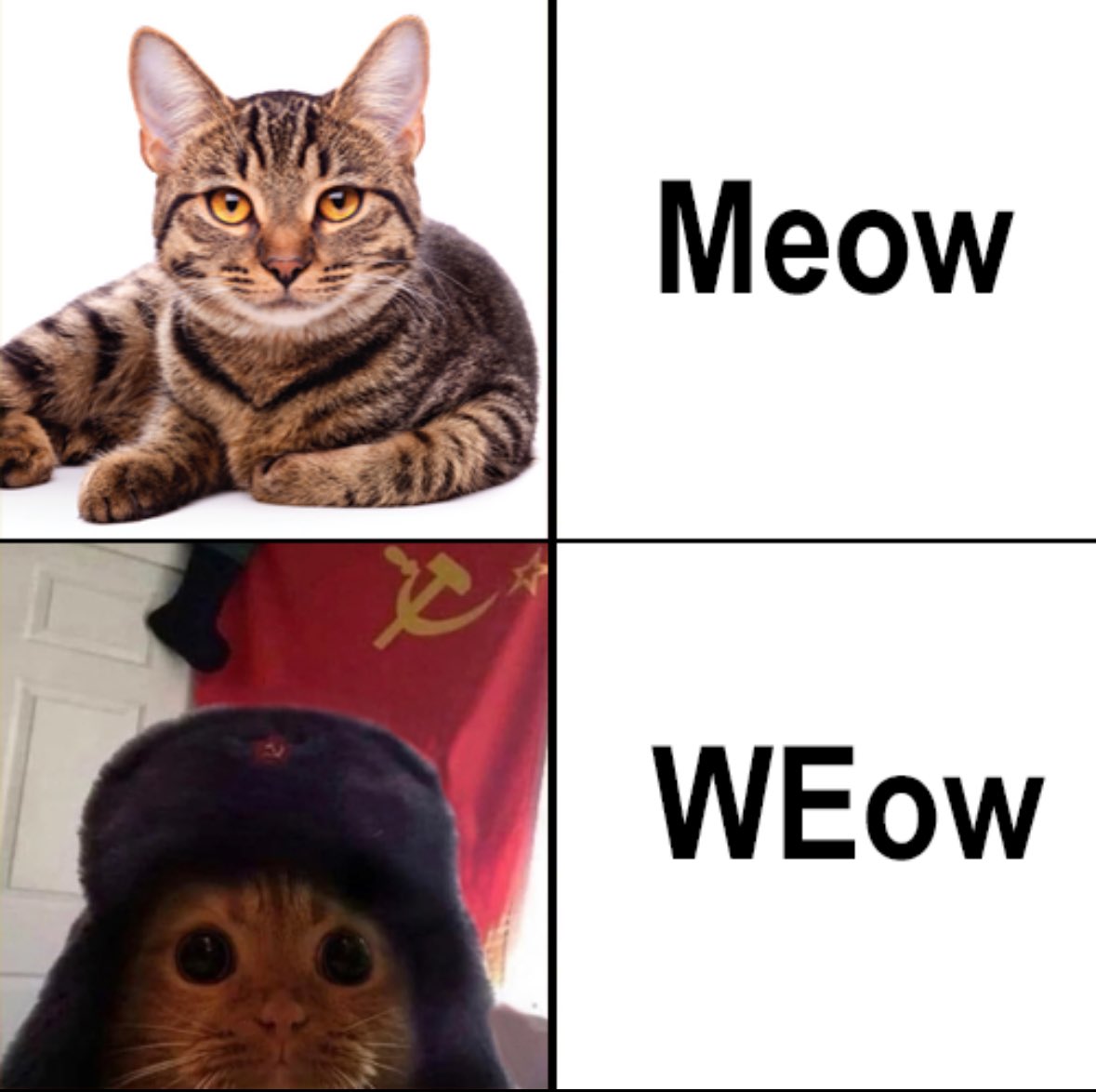 All cats are equal.