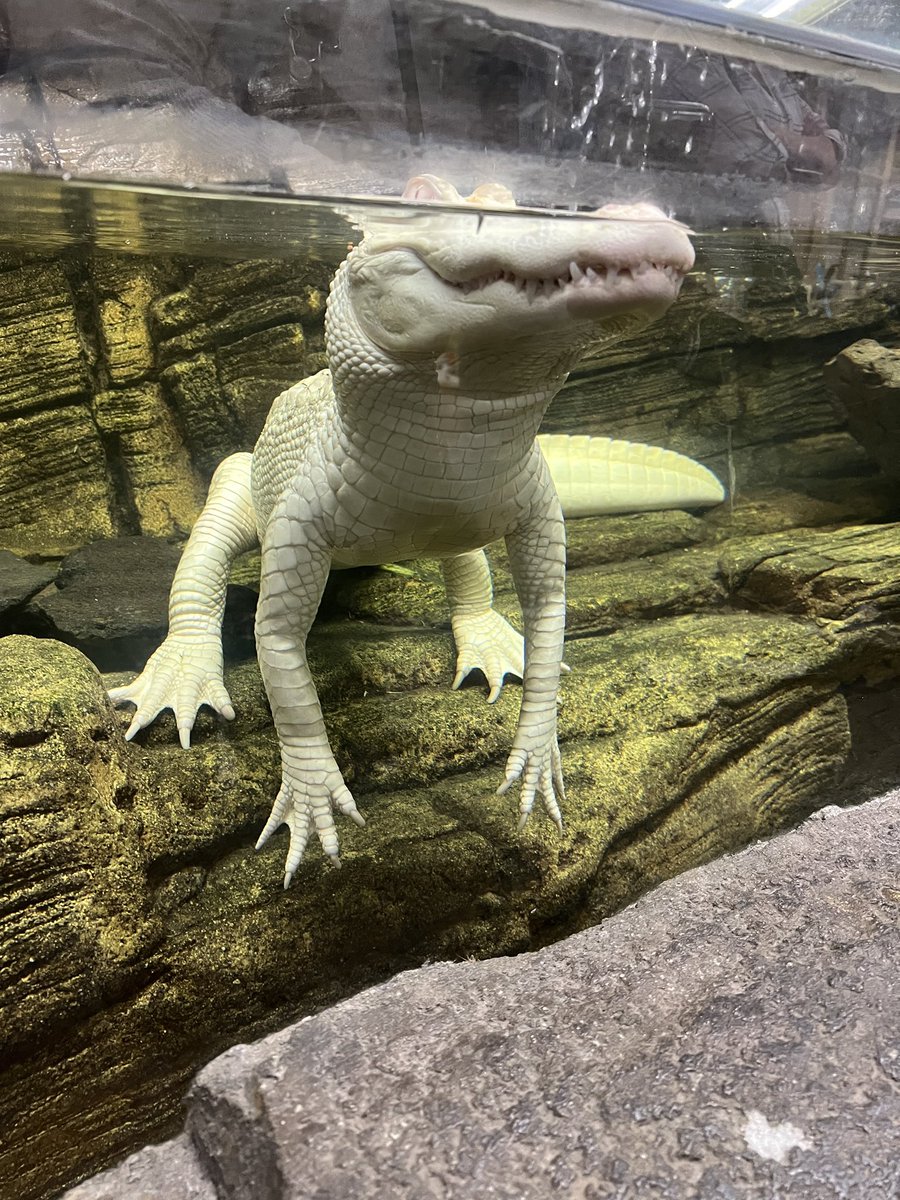 nateansah's tweet photo. @AMAZlNGNATURE When I went to the reptile zoo last summer. 😳 https://t.co/hz2q9MGAfC