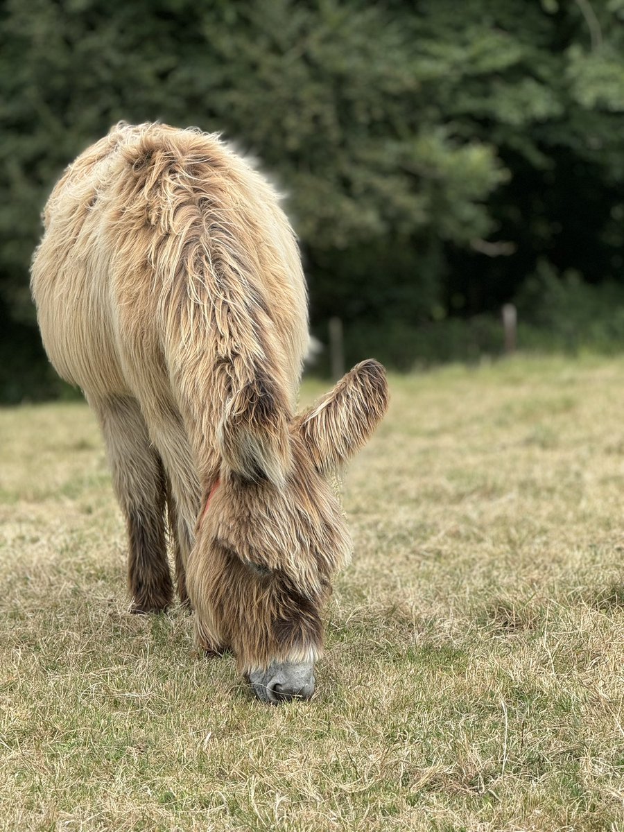 Junior20Office's tweet image. Pals😃 We #OJs have been on a tour of South Devon &amp;amp; ended up @DonkeySanctuary so PA could donate her wool creation of #Percy and we met @Rufus_The_Red so we could search for the real Percy!! He was bit elusive but our “PercyVeerEnce”eventually paid off ! ☺️ He’s amazing! 🤩