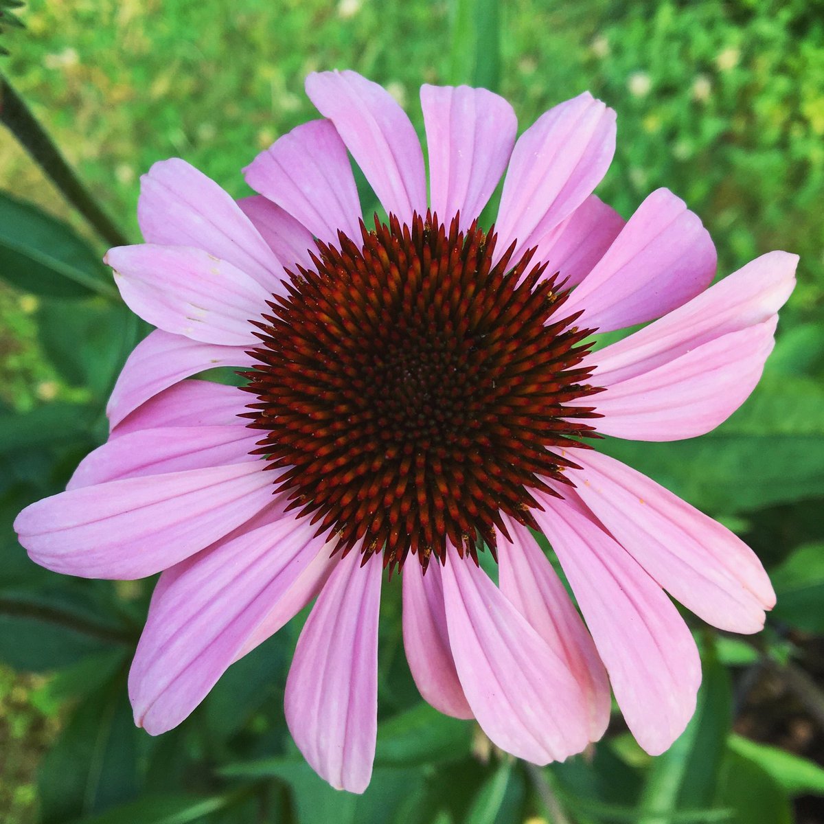 kimgraziano's tweet photo. Hello, Joyful July! #hellojuly #joyfuljuly https://t.co/efQmcGkuLI