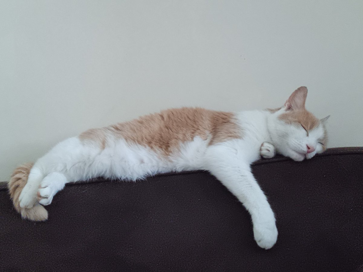 Pompon, Nounou des étoiles et potite Willow 🎀 tweet media