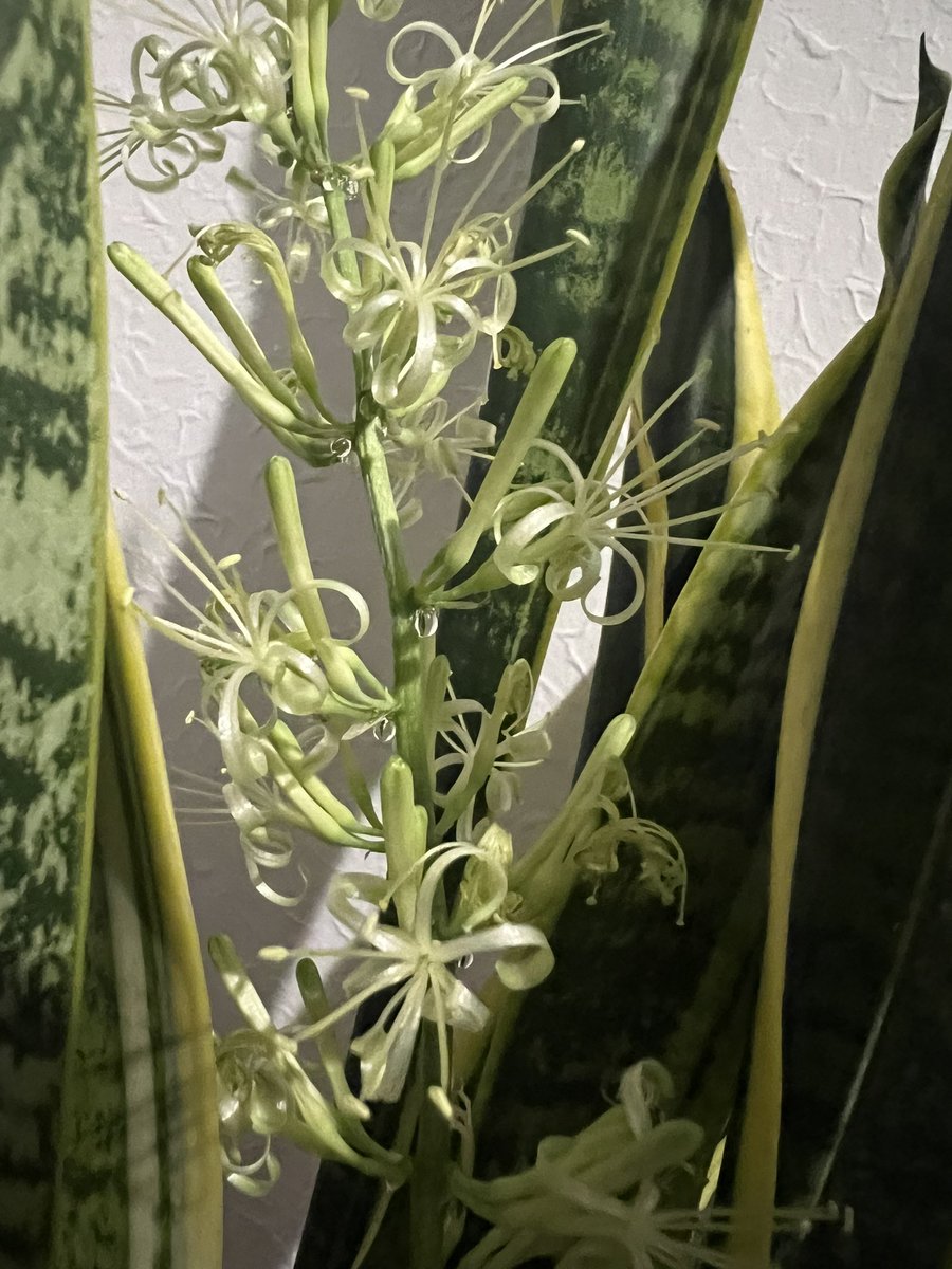 育ててるサンスベリアの花が咲いて嬉しい☺️
