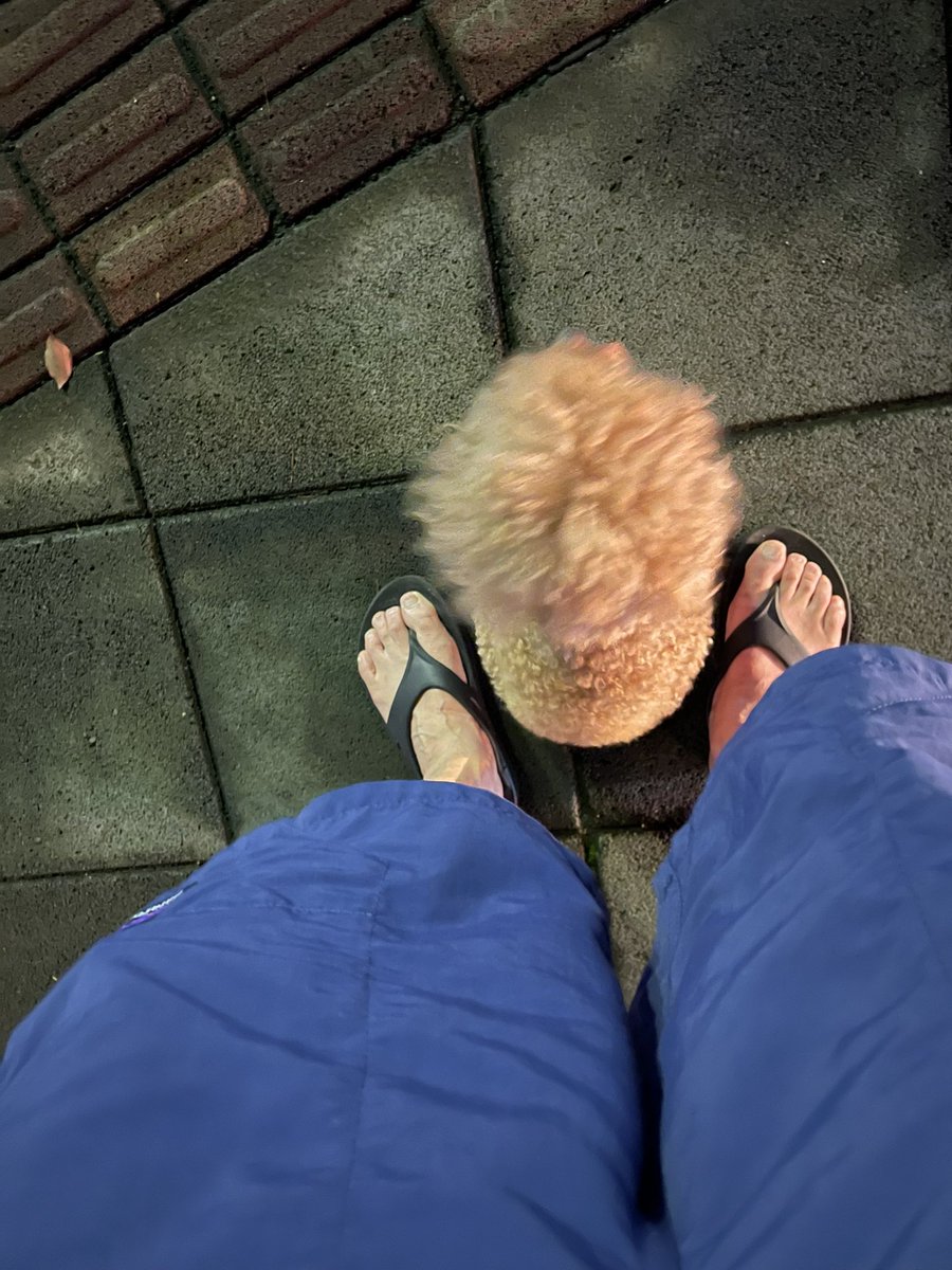 KenKen35213670's tweet image. 夜ん歩xeroshoesからのワンコ散歩はOofosリカバリーサンダルでの心地良さ倍増。
#xeroshoes 
#Oofos