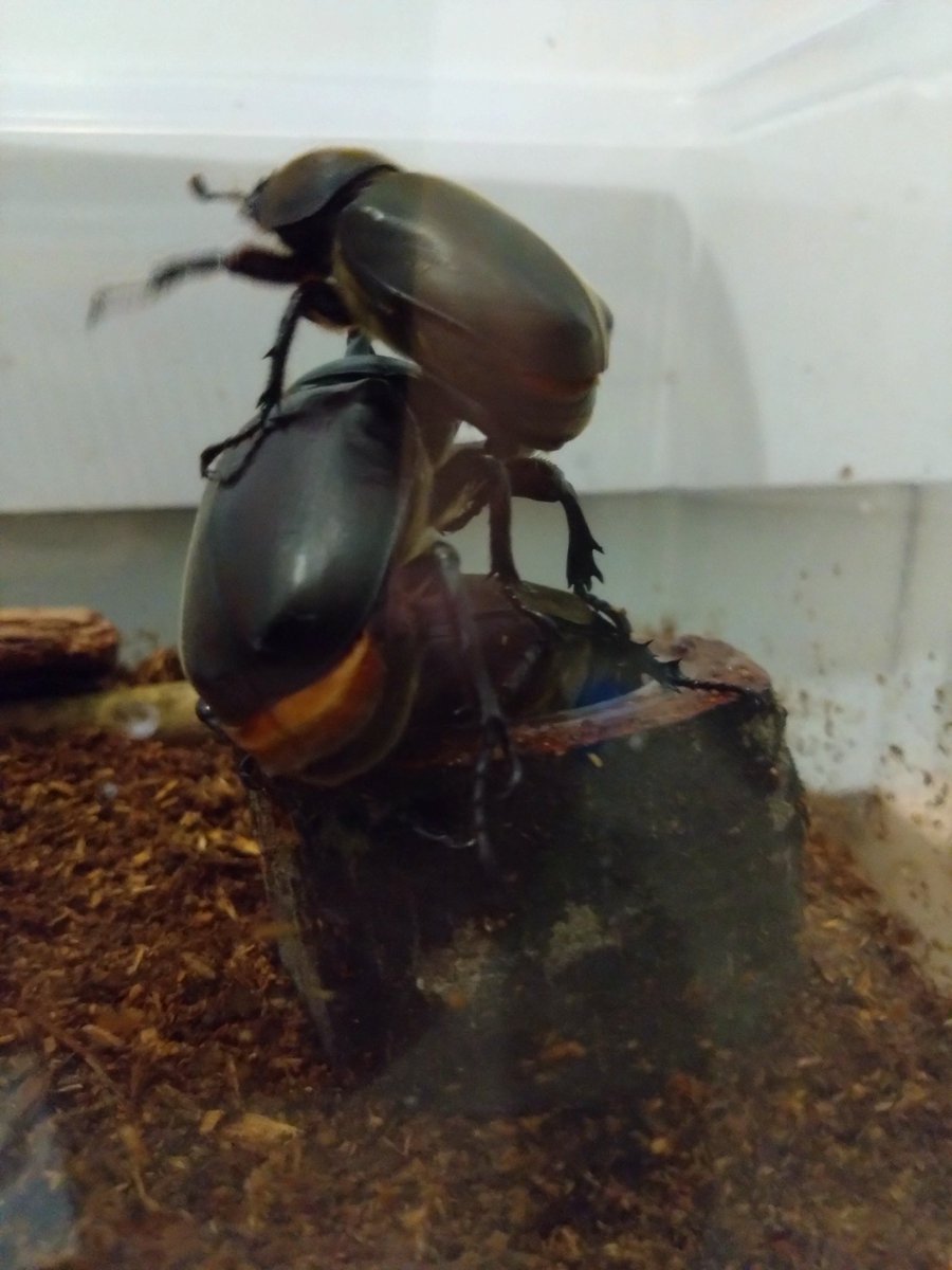 imatan330's tweet photo. カブトムシの成虫が気がついたら３匹も土から出ていた！
急遽新居へ引っ越し。
メスとご対面。
出会って◯秒…
そして修羅場…
＃カブトムシ https://t.co/5NnVz2hSPT