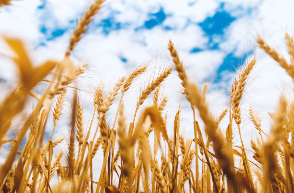 TheAgStrategy's tweet photo. 🌾📈🇷🇺 #Wheat harvest results from #Russia are showing yields above expectations! The crop size is inching toward the impressive 85+ region.  The wheat situation is becoming increasingly burdensome every day. #wheat #oatt https://t.co/TdJUxbF2sO