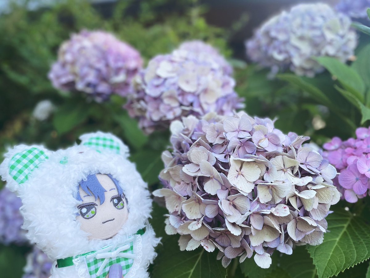 Figaro_nui's tweet photo. 💠

 #まほやく_ぬい https://t.co/P2DVI3rfmw