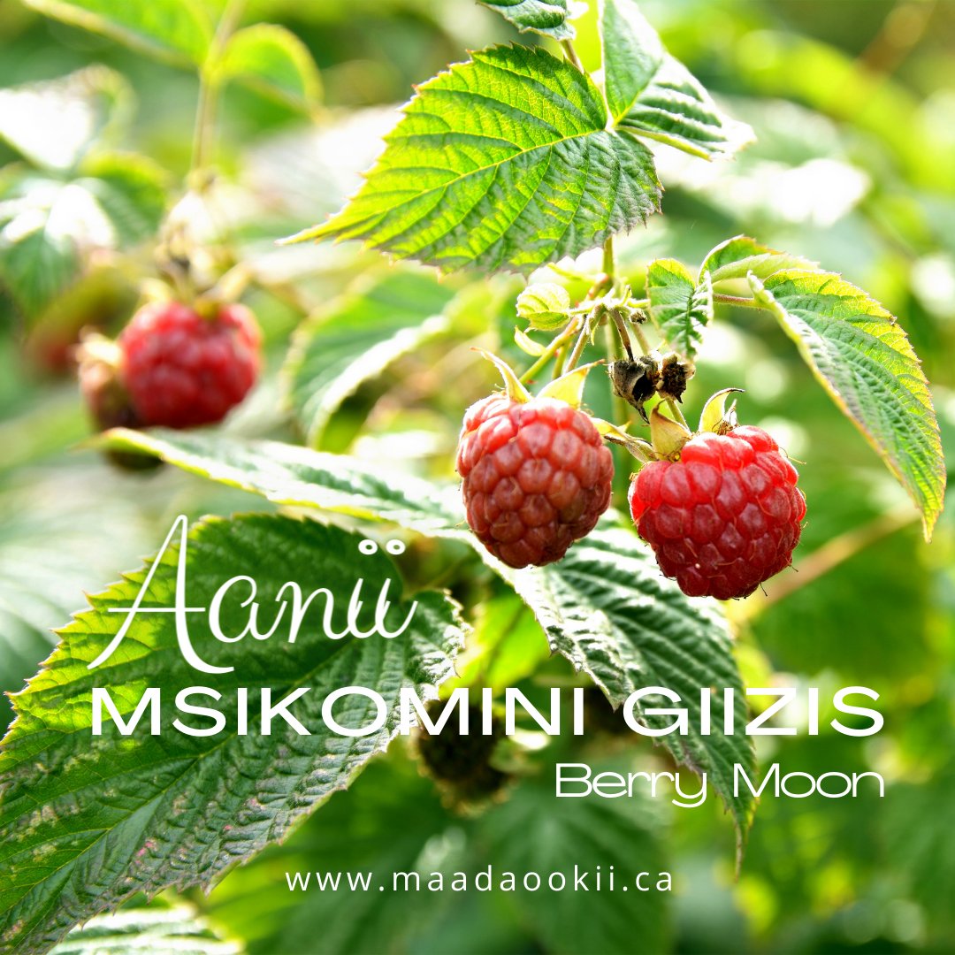 Maadaookii's tweet image. ☀️ Hello July! ☀️

As we embrace the warmth and beauty of summer, we also celebrate Msikomini Giizis (Berry Moon) - a time for gathering and enjoying the bountiful gifts of the land.

#Maadaookii #BerryMoon #IndigenousBooks #IndigenousGifts #HelloJuly