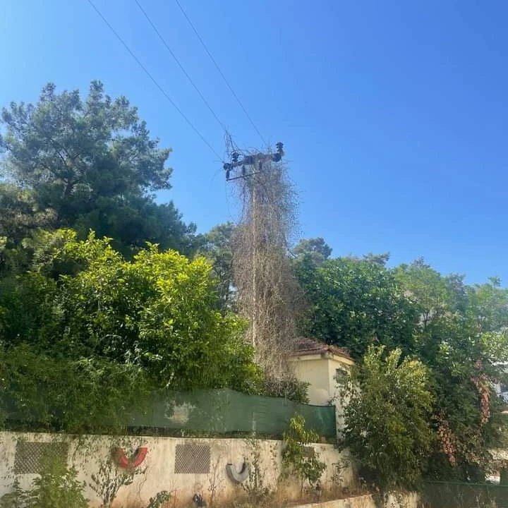 MDGMarmarisdoga's tweet photo. #marmaris #Beldibi mahallesi Kenan Evren caddesi no 42 üstü orman tarafı elektrik direklerinin etrafi kuru dallar ile kapli.Heran bir enerji akimi ile alev almasi an meselesidir.

Aydeme defalarca bildirdiğimiz halde ilgilenmemektedir.
#anahaber #aydem  #yangın #ogm https://t.co/xvnU9BLGz4