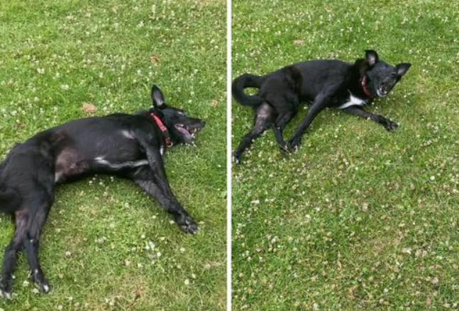 MPSRavensbury's tweet photo. 🚨Lost Dog
After being stung by a wasp, Max the collie ran off in Ravensbury Park this morning. The owner is incredibly worried so please do let us know on 101 or here if you find him!
#CommunityMatters https://t.co/zcdjdObUAT