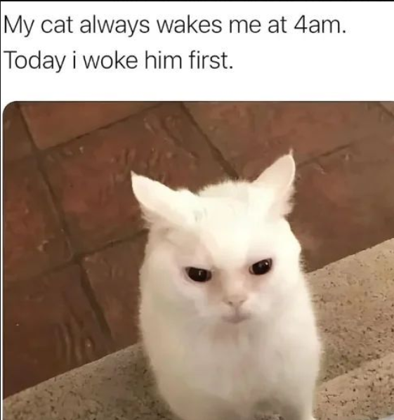 MarkNarrations's tweet photo. Cat: You will regret this!! 😼 https://t.co/Sa9s3yKCeL