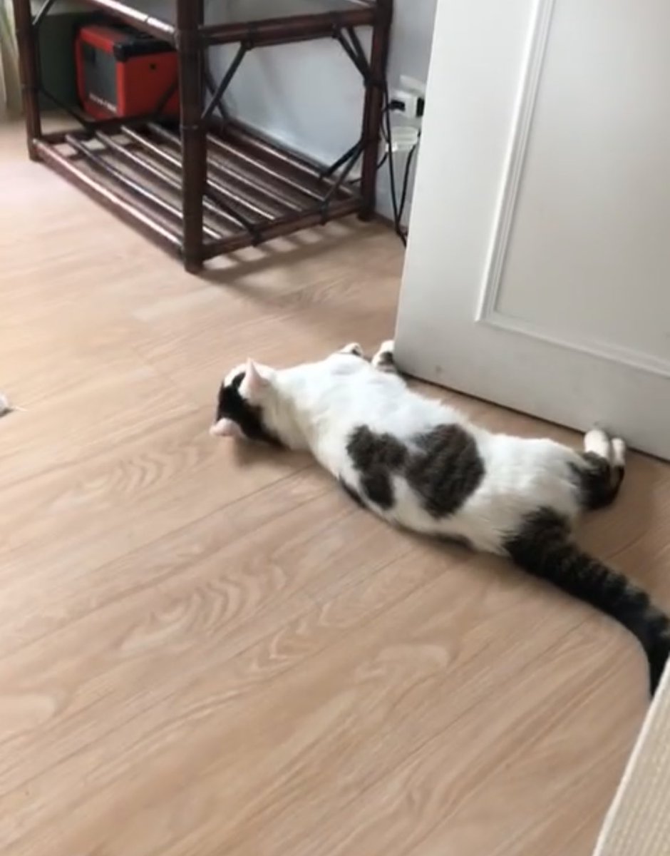 zazalovesyouuu's tweet image. ma soeur a perdu son chat (Crado) sur strasbourg rue de dahlenheim merci de me contacter si vous le reconnaissez😞😞 #strasbourg #stras