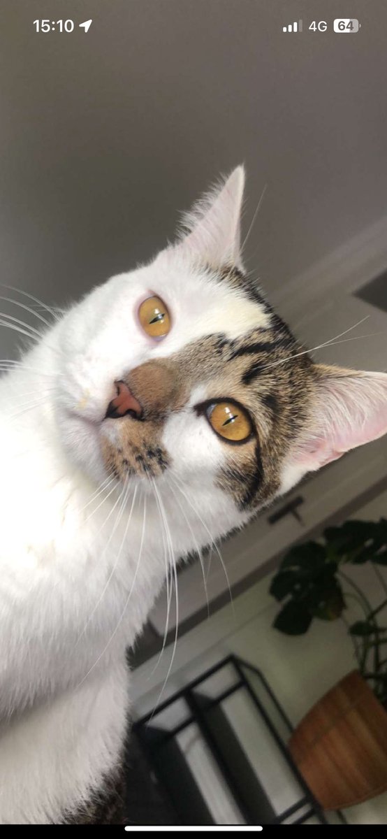 zazalovesyouuu's tweet image. ma soeur a perdu son chat (Crado) sur strasbourg rue de dahlenheim merci de me contacter si vous le reconnaissez😞😞 #strasbourg #stras