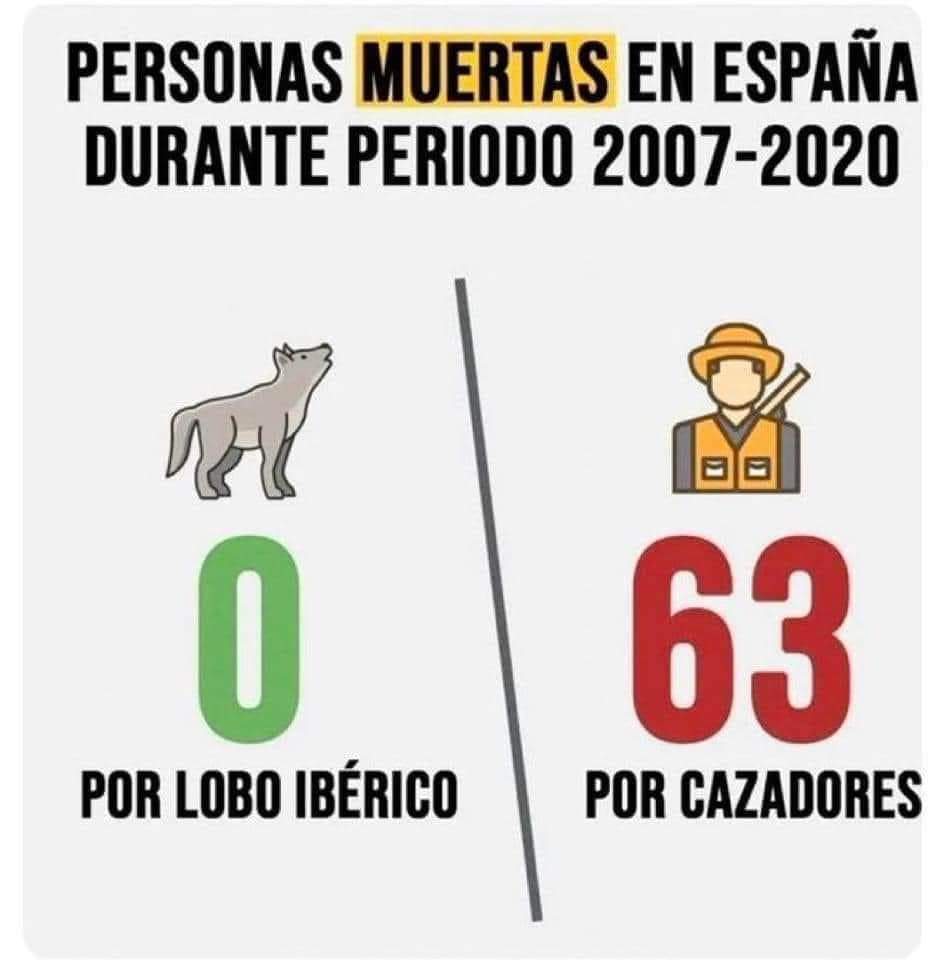 verdejomar's tweet image. Y dicen que el lobo es peligroso 
#LoboVivo