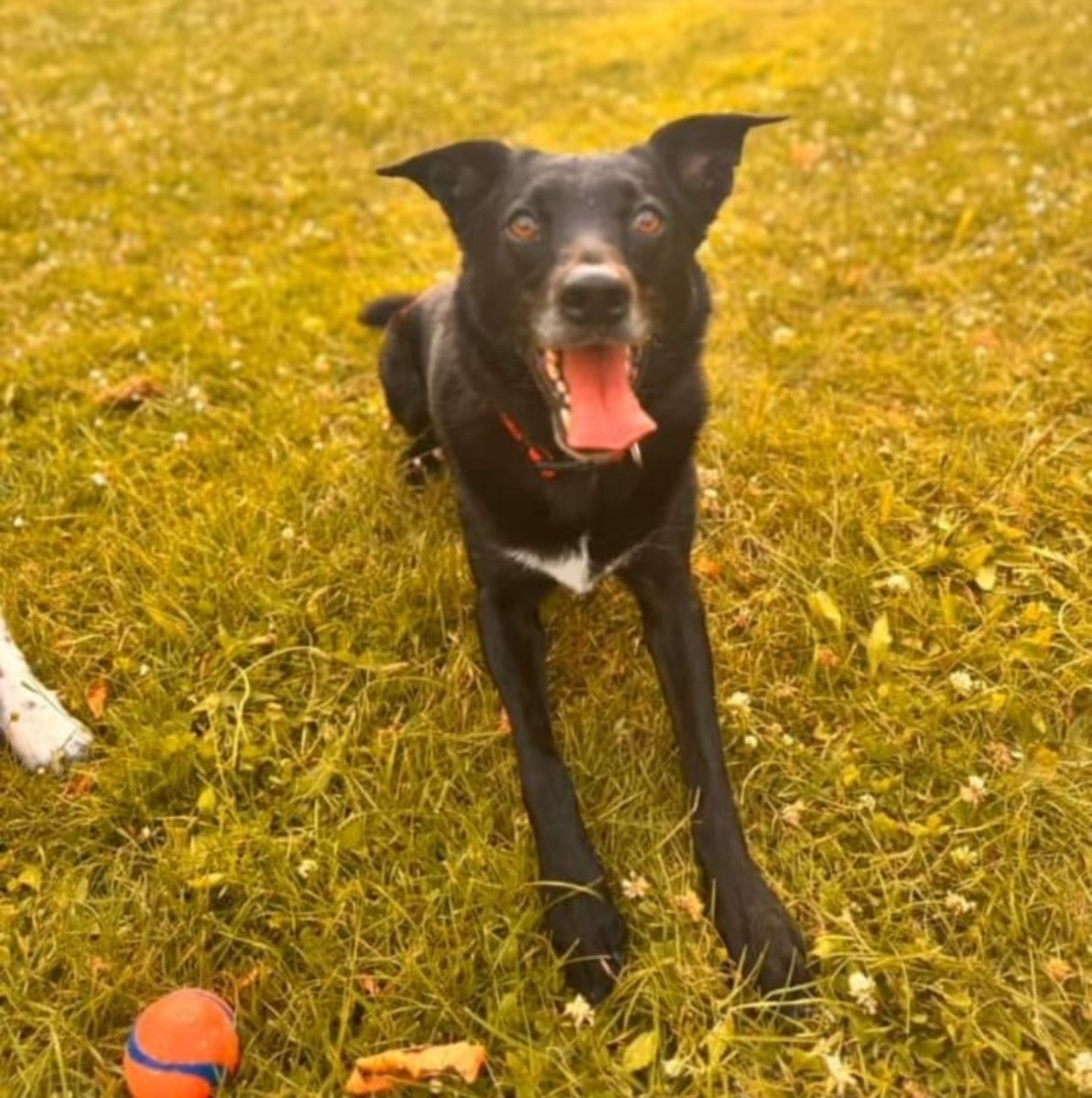 MPSRavensbury's tweet photo. 🚨Lost Dog
After being stung by a wasp, Max the collie ran off in Ravensbury Park this morning. The owner is incredibly worried so please do let us know on 101 or here if you find him!
#CommunityMatters https://t.co/zcdjdObUAT