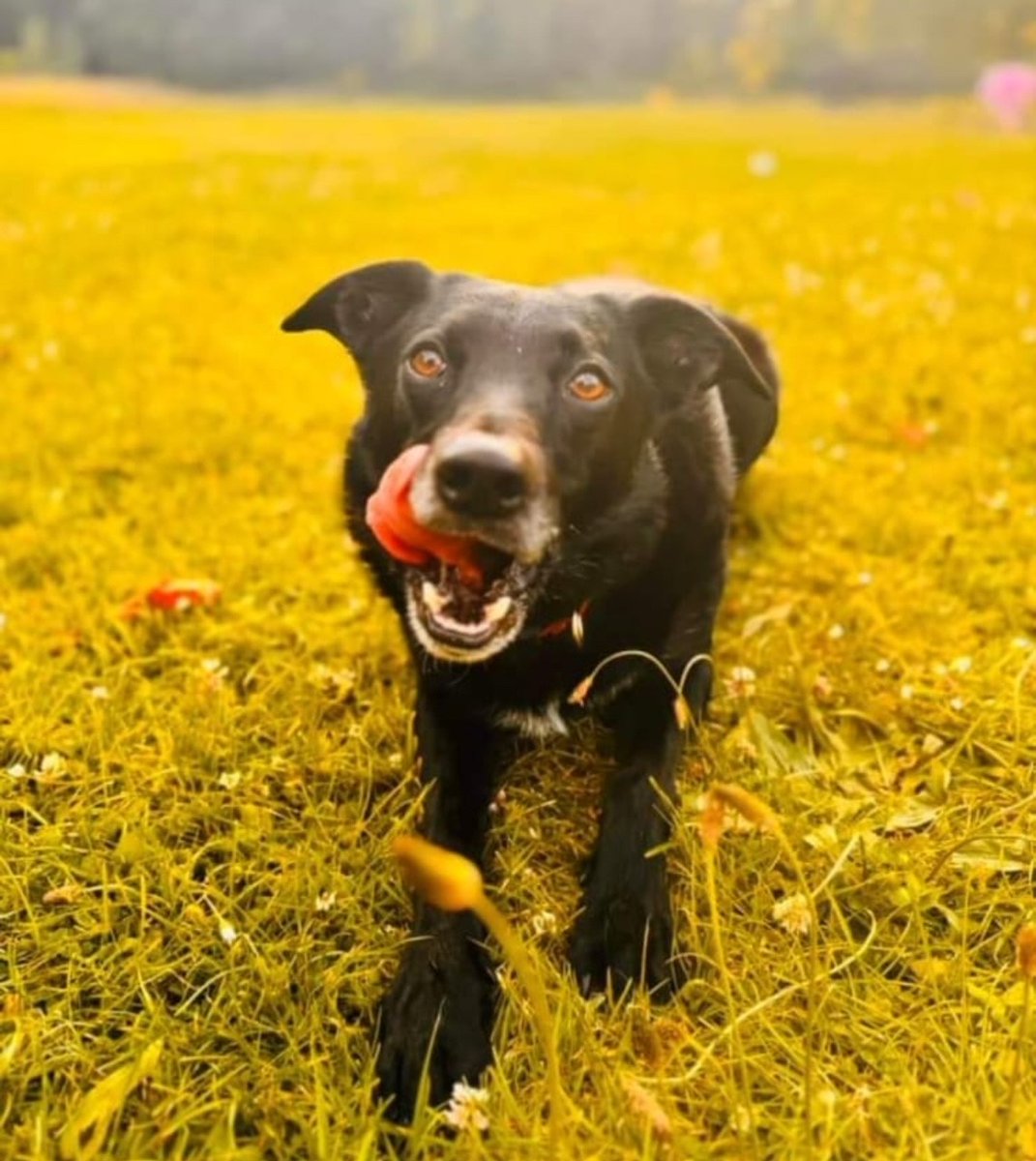 MPSRavensbury's tweet photo. 🚨Lost Dog
After being stung by a wasp, Max the collie ran off in Ravensbury Park this morning. The owner is incredibly worried so please do let us know on 101 or here if you find him!
#CommunityMatters https://t.co/zcdjdObUAT